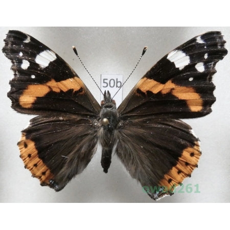 Vanessa atalanta (Linnaeus, 1758) Czech50b